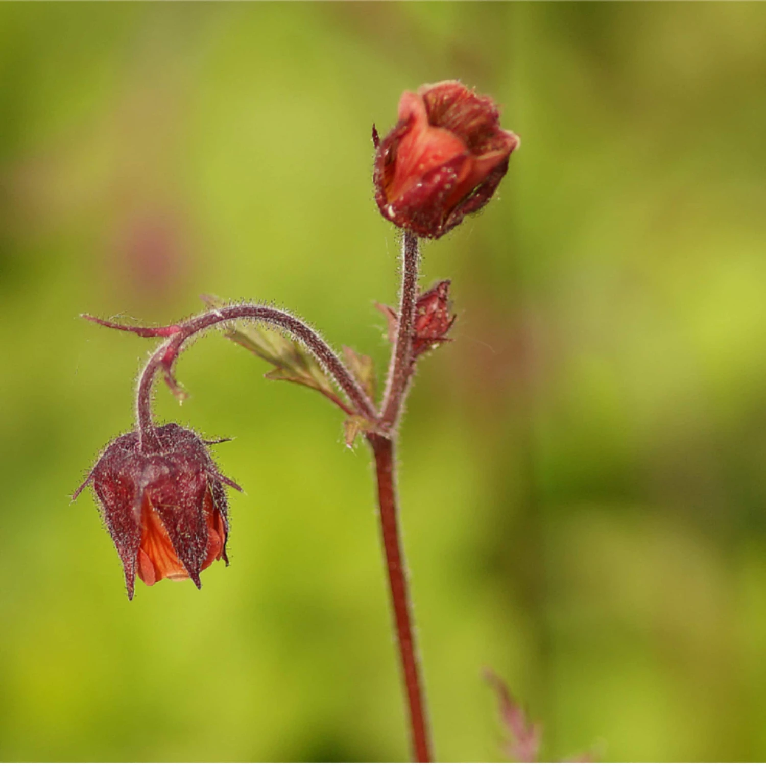 Geum Rivale - Bachnelkenwurz – Bild 2