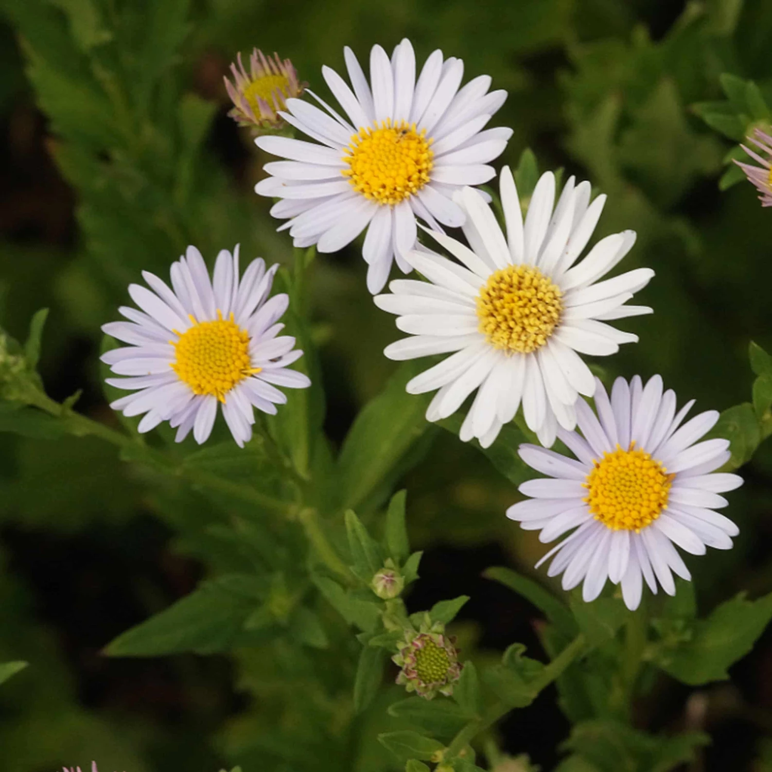 Kalimeris Incisa 'Madiva' - Schönaster – Bild 2