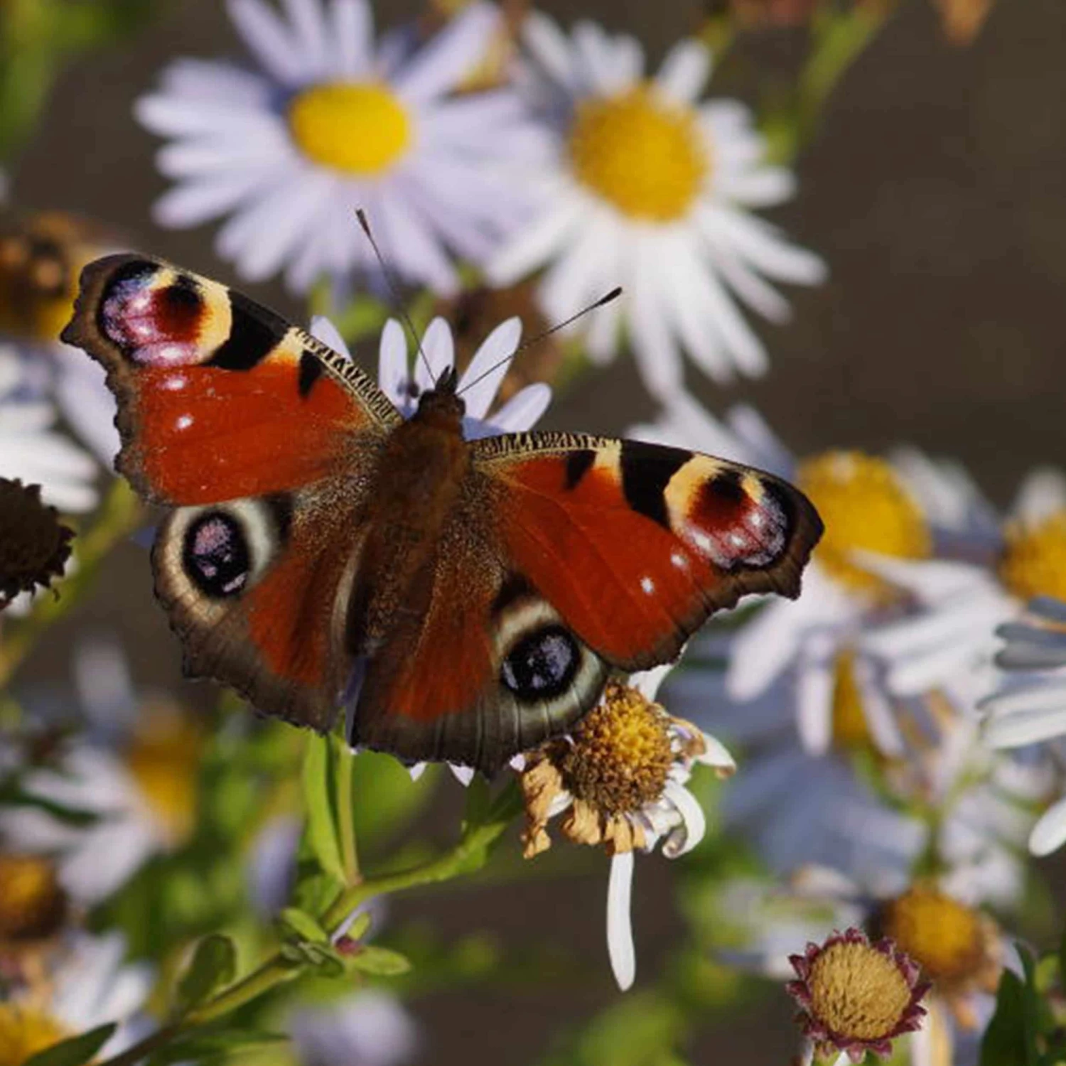 Kalimeris Incisa 'Madiva' - Schönaster – Bild 3