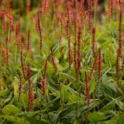 Bistorta Amplexicaulis 'Firedance' - Kerzenknöterich