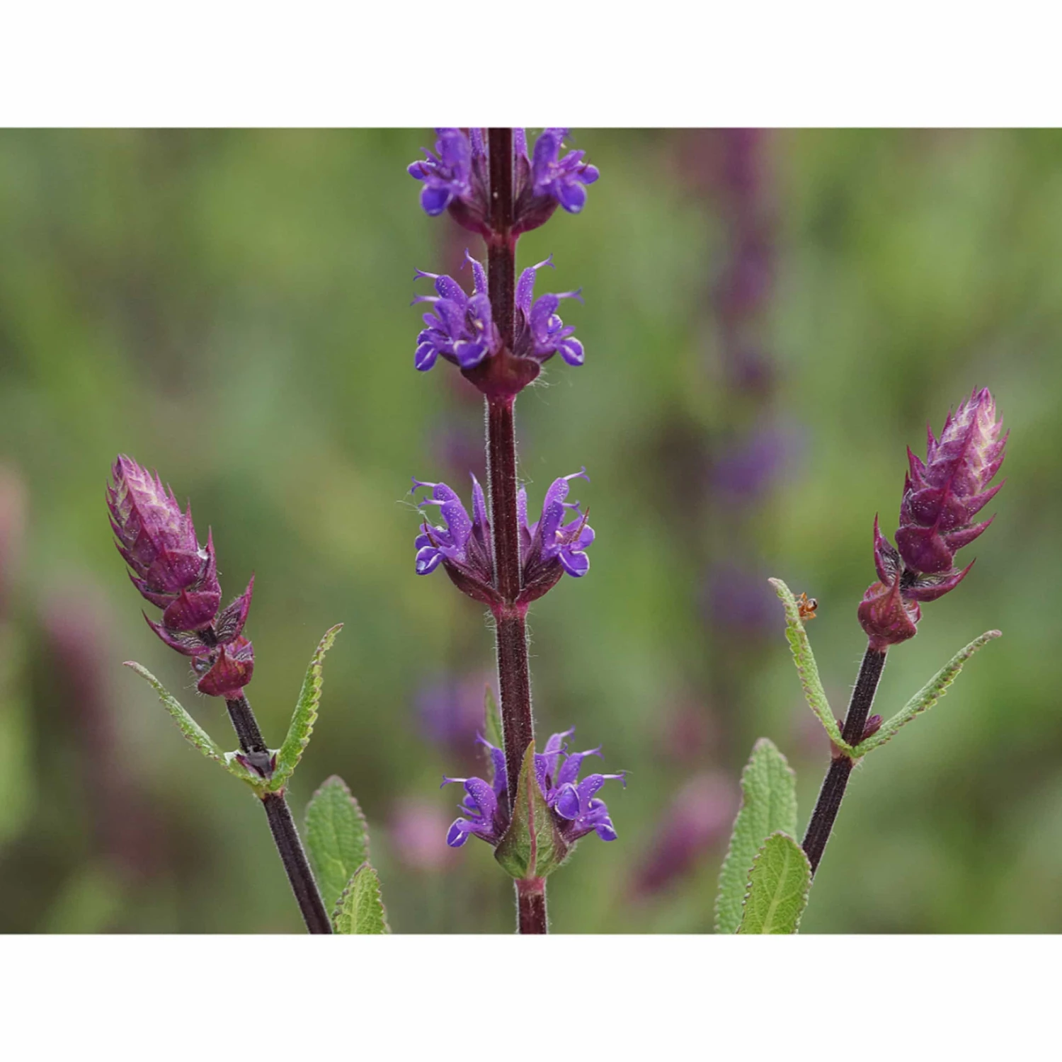 Salvia Nemorosa 'Caradonna' - Steppen-Salbei – Bild 2