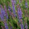 Salvia Nemorosa 'Blauhügel' - Steppen-Salbei