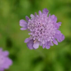 Scabiosa Columbaria - Tauben-Skabiose