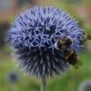 Echinops Ritro - Kugeldistel