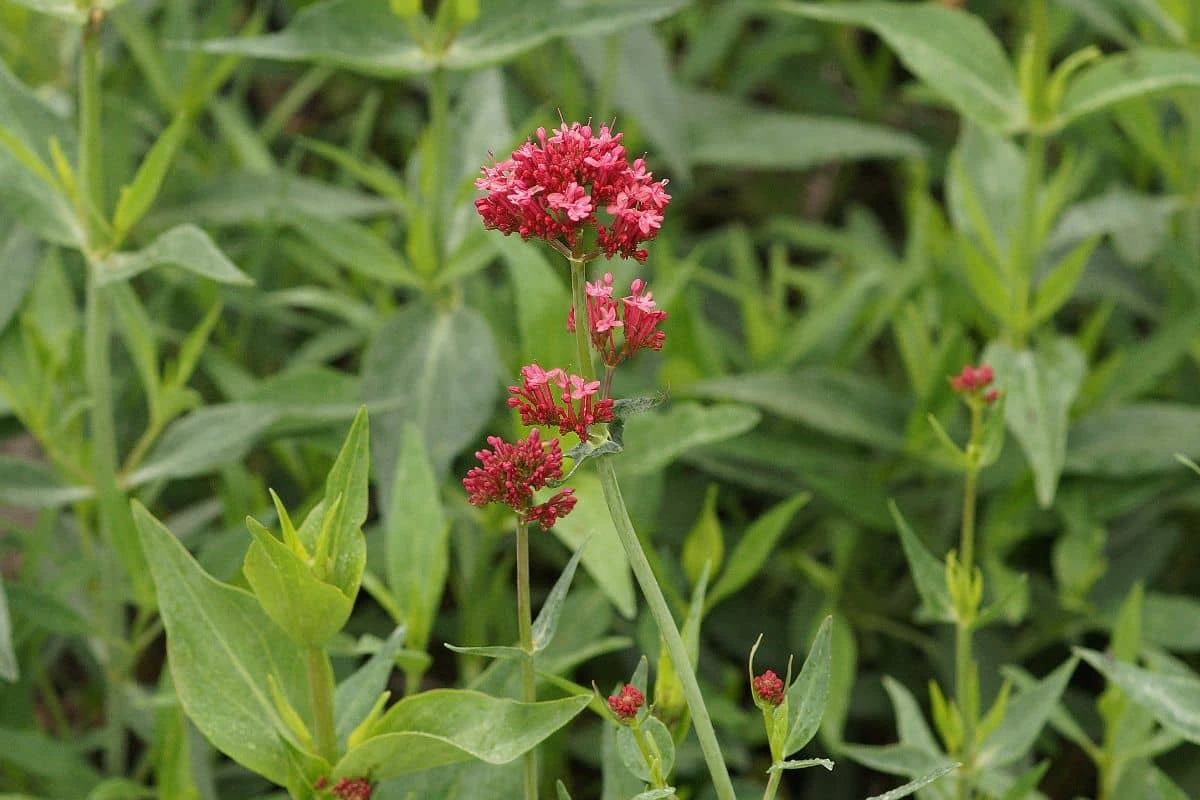 Centranthus Ruber 'Coccineus' - Garten-Spornblume – Bild 2