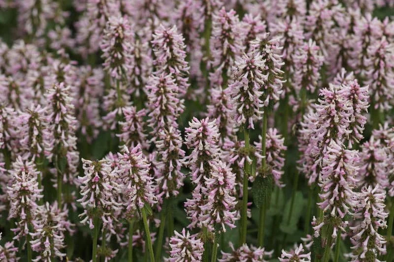 Stachys Monnieri 'Rosea' - Dichtblütiger Ziest – Bild 3