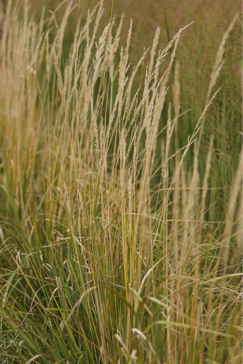 Calamagrostis X Acutiflora 'Karl Foerster' - Reitgras – Bild 3