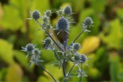 Eryngium Planum - Flachblättrige Mannstreu
