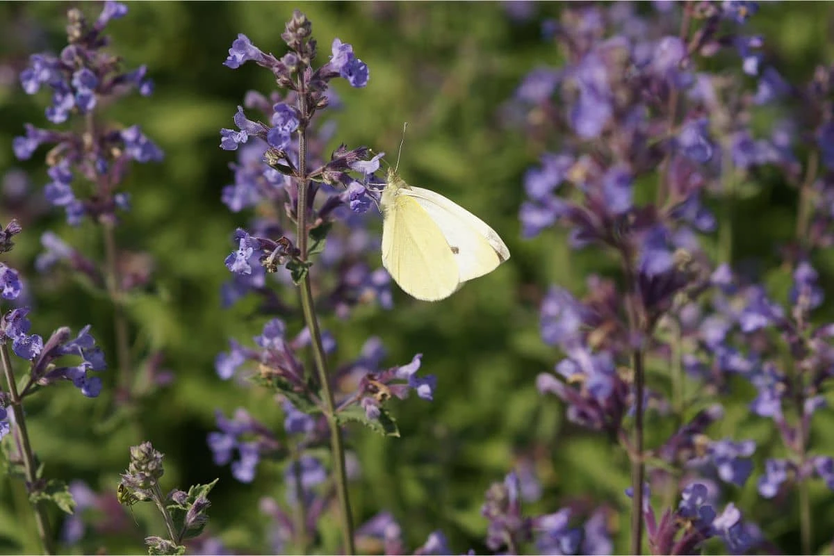 Nepeta X Faassenii 'Walkers Low' - Katzenminze – Bild 3